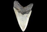 Bargain, Megalodon Tooth - North Carolina #83958-1
